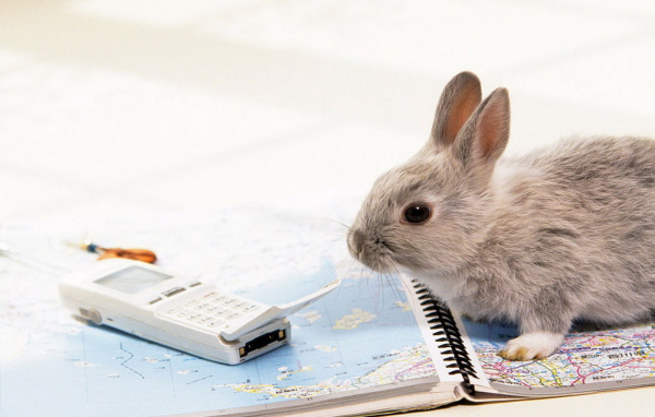 Крольчонок