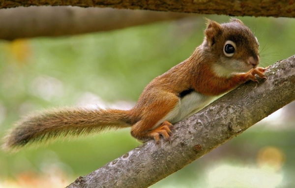 Бельчонок на ветке