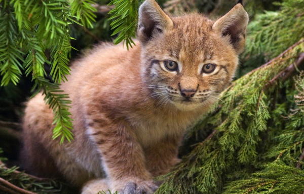 Рысенок на ветке