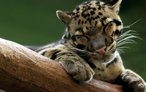 Дымчатый леопард на дереве