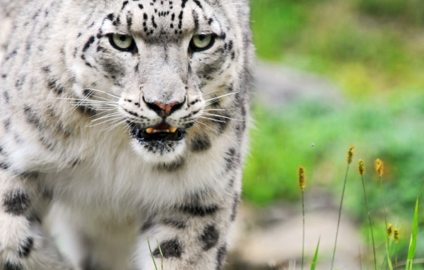 Снежный барс