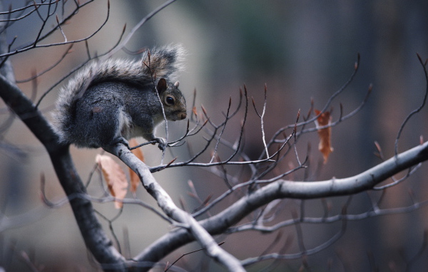 Белка на ветке