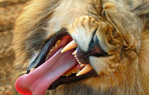 Зевающий лев