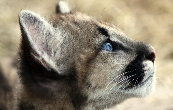 Кошачьи голубые глаза