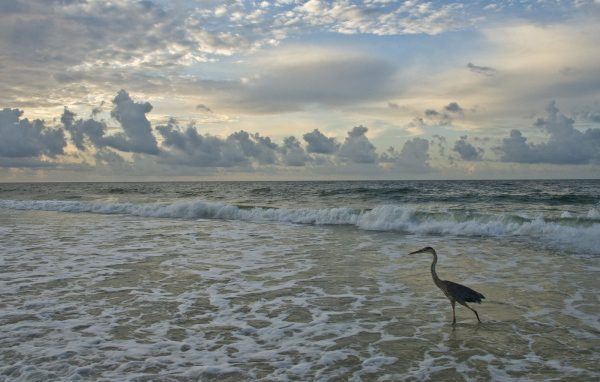 Птица на берегу