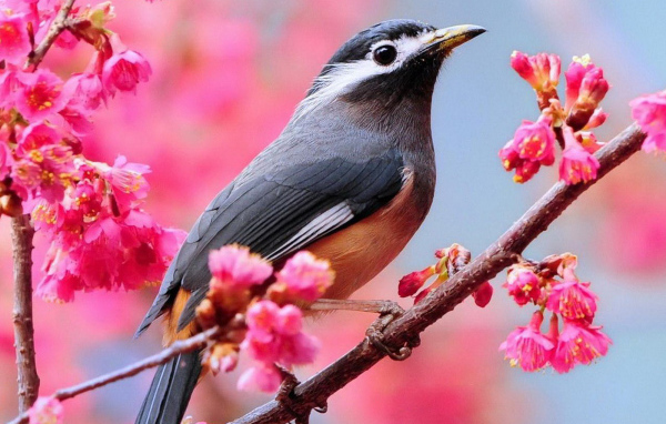 Птичка на ветке