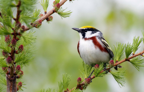 Желтошапочный лесной певун