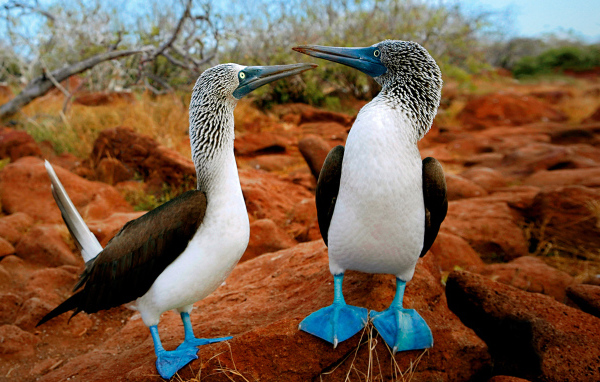 Птички с синими лапами