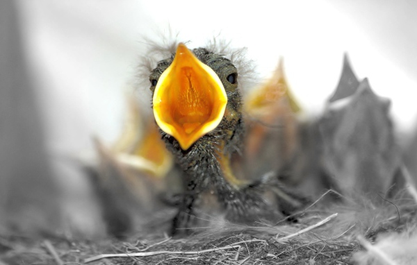 Птенцы в гнезде