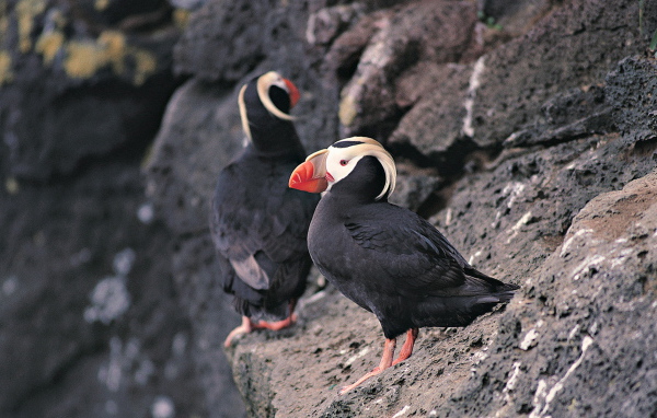 Тупик-птица