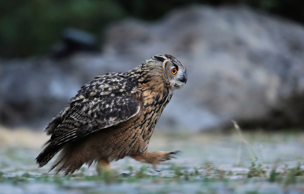 Идущая сова