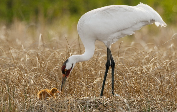 Цапля и птенец