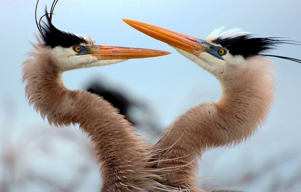 Танец любви