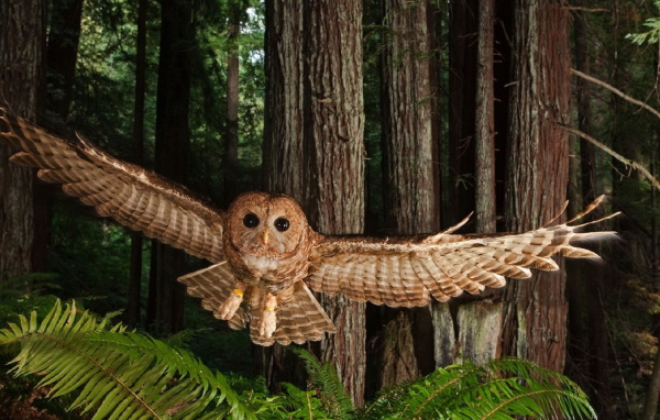 Северная пятнистая сова