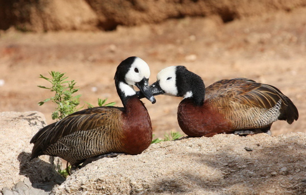 Парочка диких уток