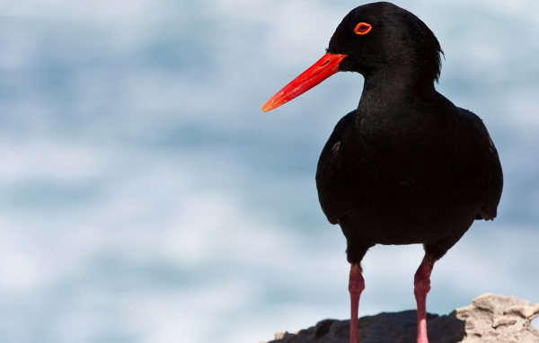 Кулик-сорока