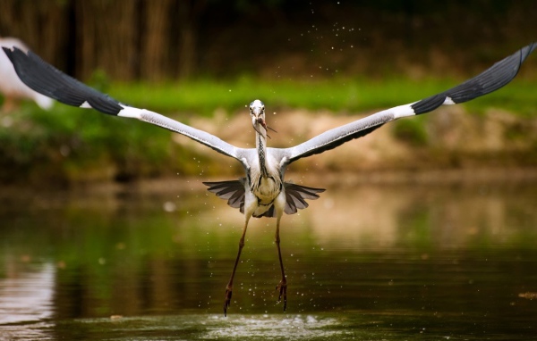 Аист с рыбкой