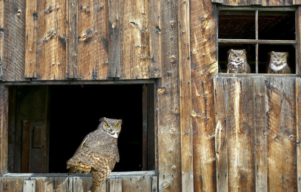 Собрание Сов