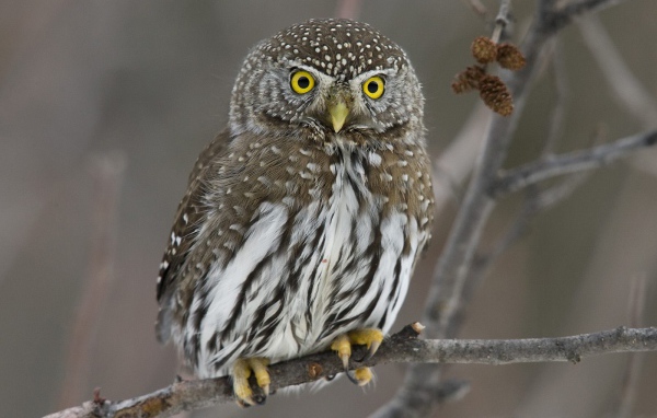 Прикольная сова