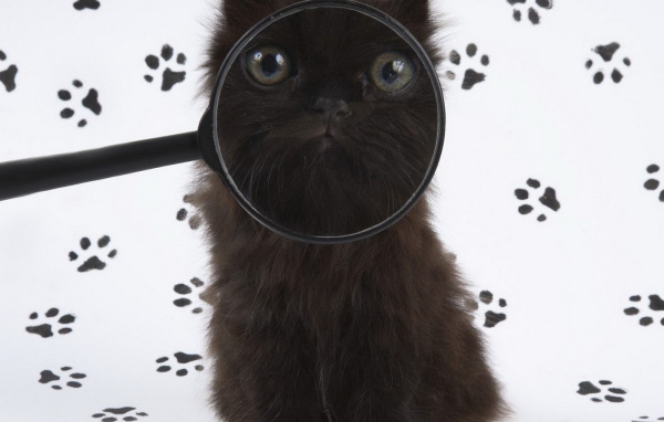 Черный котенок