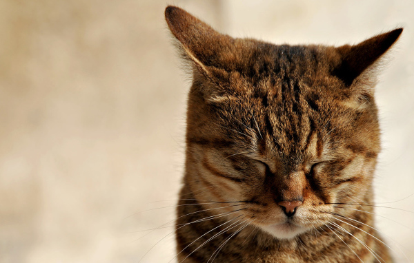 Зажмурившийся кот