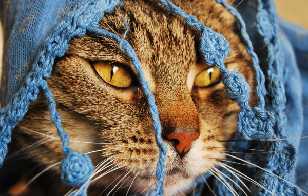 Кошка в кофточке