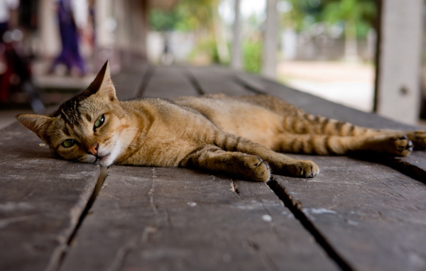 Кошка на полу