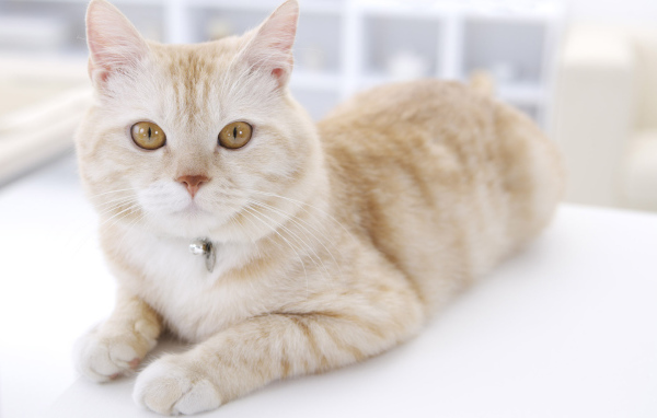 Кошка с кулоном