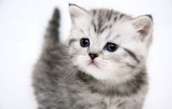 Симпатичный котенок