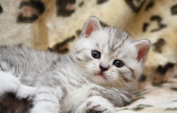 Пушистый котенок