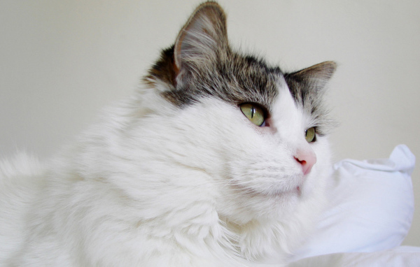 Пушистый кот