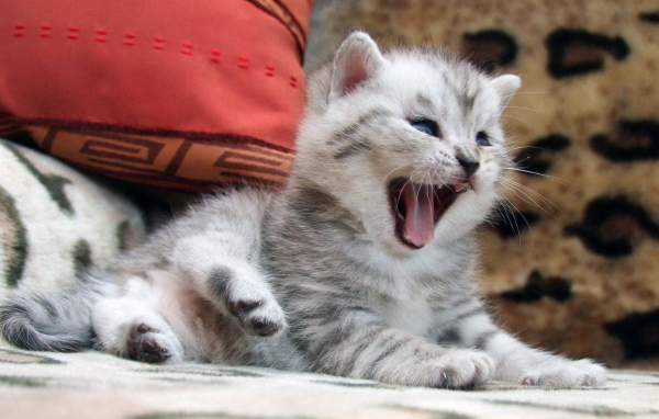 Маленький котенок