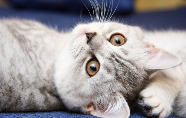 Симпатичная мордашка