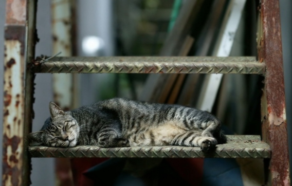 Спящая кошка