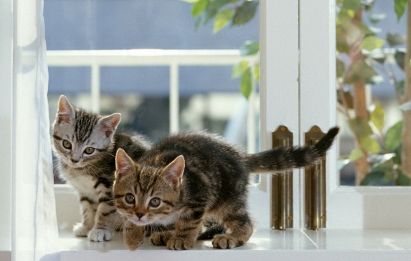 Котята на окне