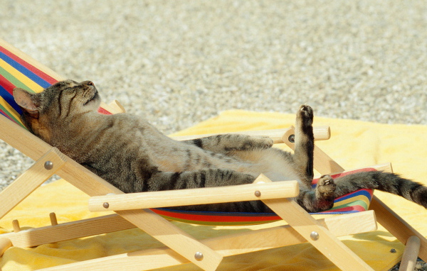 Загорающий кот