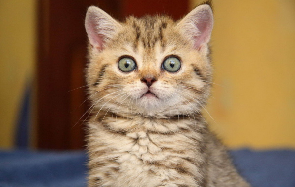 Surprised kitten