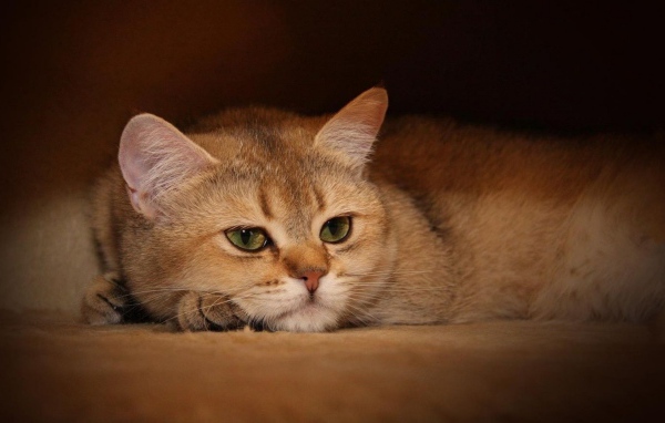 Задумчивый кот