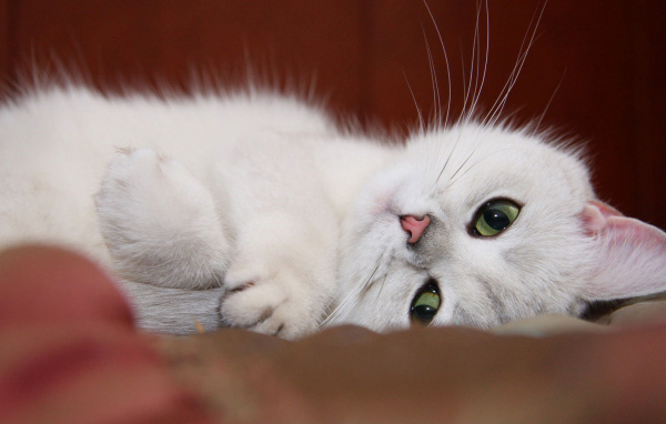 Белый котенок