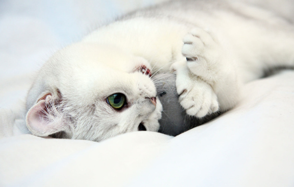 Белый котенок