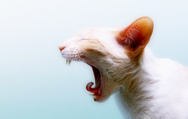 Зевающая кошка