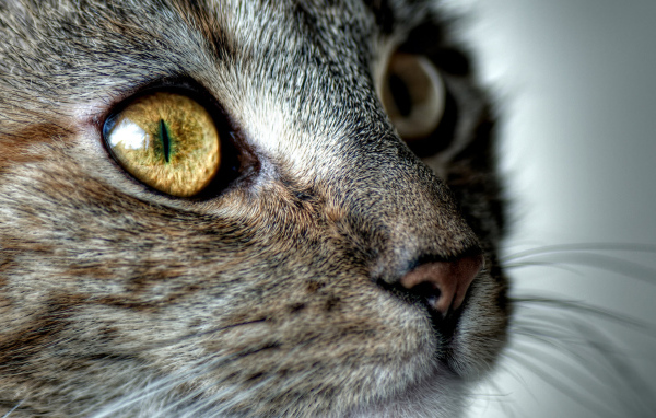 Кошачья мордашка