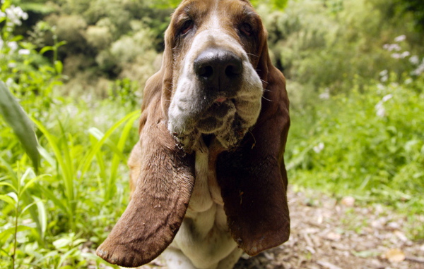 Бассет-хаунд