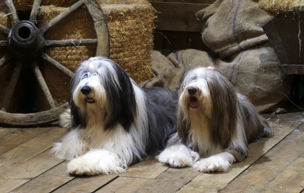 Бородатые колли