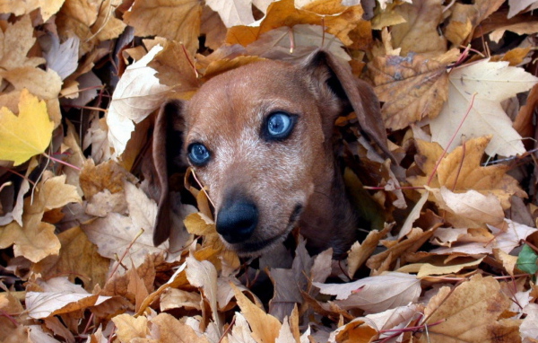 Голубоглазая такса