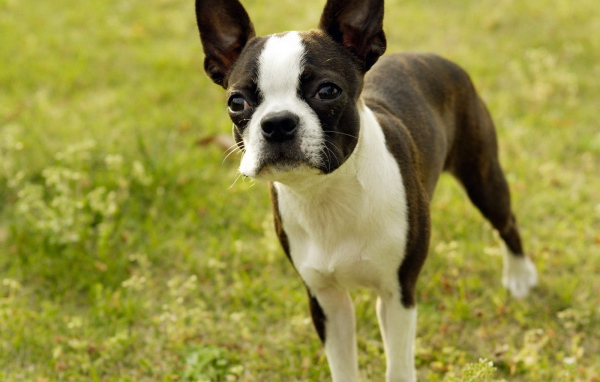 Бостонский терьер