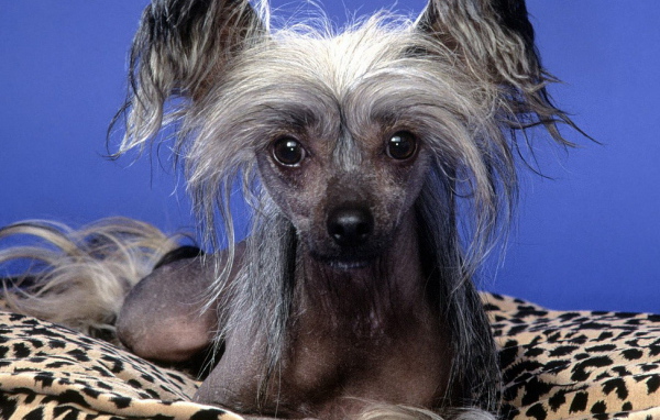 Китайская хохлатая собачка