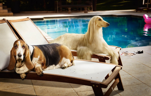 Парочка собак на лежаках