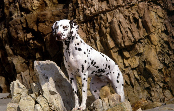 Далматинец