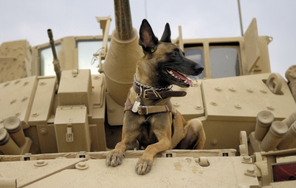 Собака на войне